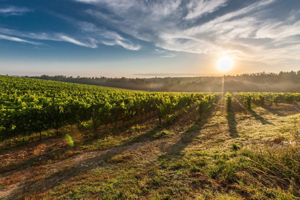 Crafting Captivating Headlines: Your awesome post title goes here A breathtaking view of a vineyard in Tuscany with the sun rising, casting long shadows.